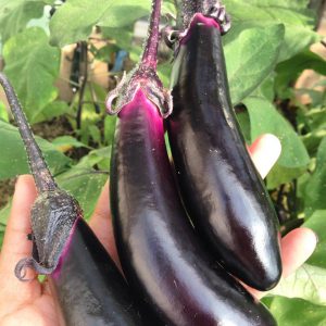 Homegrown eggplant! Get ready for some yummy eggplant pakoras!