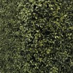 Dark Green Hedging