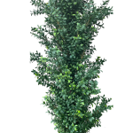 Boxwood Bush (1)